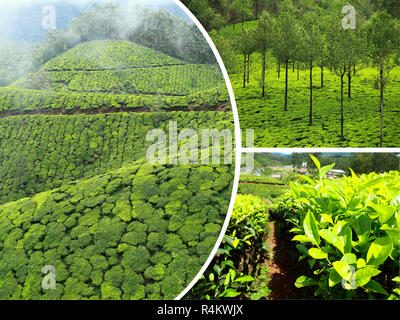 Collage di piantagioni di tè in Munnar ( India ) - immagini di sfondo di viaggio (le mie foto) Foto Stock