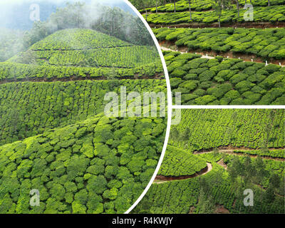 Collage di piantagioni di tè in Munnar ( India ) - immagini di sfondo di viaggio (le mie foto) Foto Stock