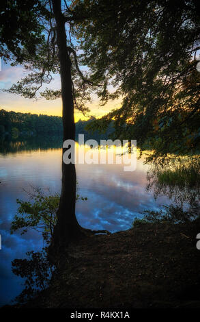 Albero sulla riva del lago di foresta al tramonto. Germania Foto Stock