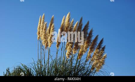 Close up seawrack con cielo blu in background Foto Stock