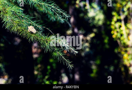 Rami di conifere di verde con foglia secca su di esso e lo sfondo sfocato con un bel bokeh di fondo Foto Stock