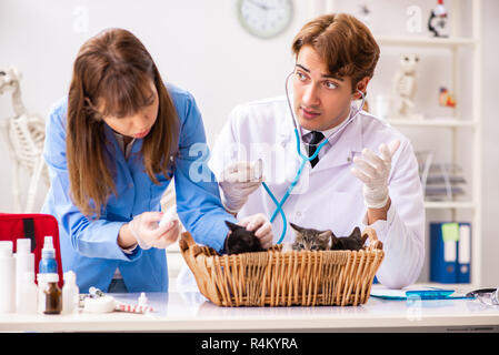 Medico e assistente in clinica veterinaria a controllare gattino Foto Stock