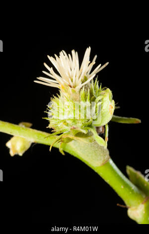 Fiori femminili della Sweet Chestnut albero a foglie decidue, Castanea sativa, fotografato in un studio contro uno sfondo nero. Il Dorset England Regno Unito GB Foto Stock