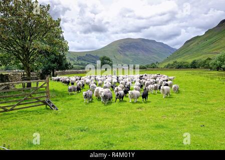 Agricoltore la raccolta del gregge di pecore Herdwick con l aiuto del suo sheepdog, Testa Wasdale Parco Nazionale del Distretto dei Laghi Cumbria Inghilterra England Regno Unito Foto Stock