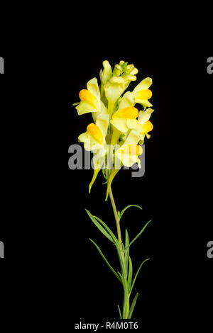 Comune, Toadflax Linaria vulgaris, fotografata in uno studio su uno sfondo nero. A nord del Dorset, England Regno Unito GB Foto Stock