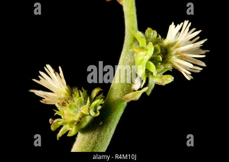 Fiori femminili della Sweet Chestnut albero a foglie decidue, Castanea sativa, fotografato in un studio contro uno sfondo nero. Il Dorset England Regno Unito GB Foto Stock