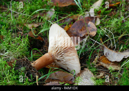 Lactarius helvus, comunemente noto come fieno greco milkcap Foto Stock