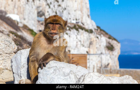 La scimmia di Gibilterra, Barberia Ape nel British Overseas territorio di Gibilterra seduto sulla roccia contro scenic seascape. Foto Stock