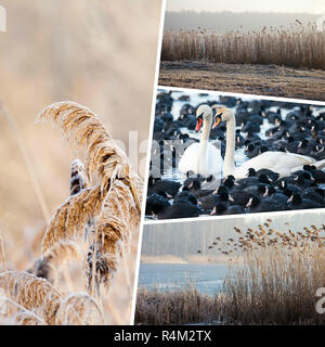 Collage di erba invernale - (foto) Foto Stock