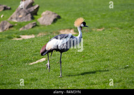 Crowned Crane che cammina in un verde Foto Stock