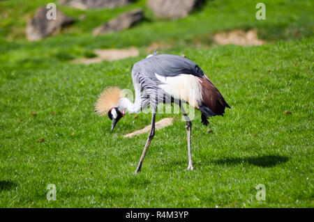 Crowned Crane che cammina in un verde Foto Stock