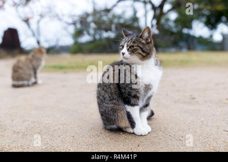 Bella cat outdoor Foto Stock