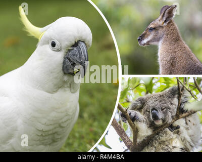 Collage di animali provenienti da Australia - travel sfondo (le mie foto) Foto Stock