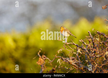 Un Robin,Erithacus rubecula,appollaiato su un nocciolo contorto con uno sfondo semplice Foto Stock