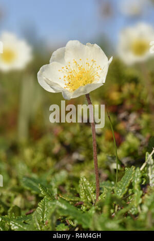 Mountain Avens - Dryas octopetala Foto Stock