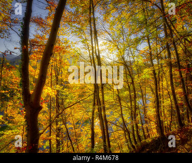 DE - Baviera: Kalvarienberg autunnali foresta a Bad Toelz (HDR-immagine) Foto Stock