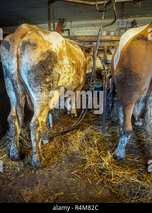 Essendo le vacche munte in una vecchia fattoria in Austria Foto Stock