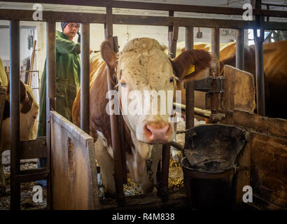 Gli agricoltori moglie spazzolatura vacche nella stalla su un vecchio rustico dairy farm in Austria Inferiore Foto Stock