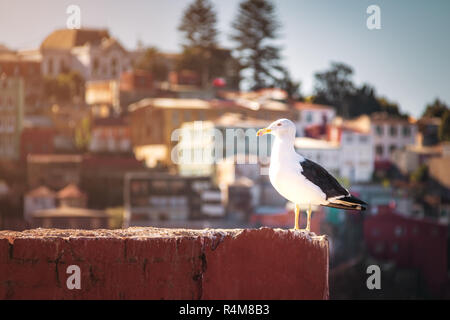 Seagull e Valparaiso Case - Valparaiso, Cile Foto Stock