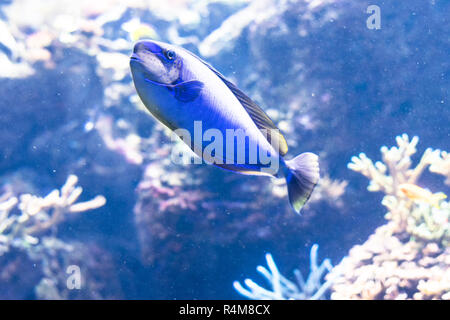 Linguetta blu pesci e barriera corallina vita. Background e utilizzare grafici Foto Stock