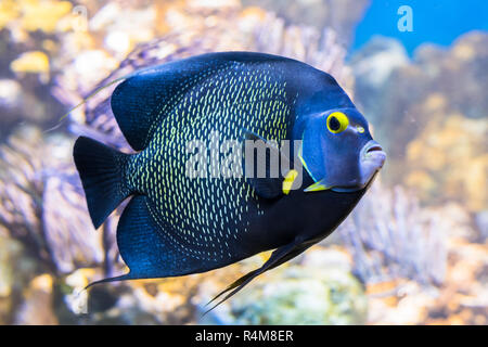 Re angelfish Holacanthus passer , noto anche come il Passirio angelfish. Foto Stock