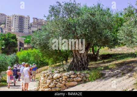 I turisti esaminare un antico albero di olivo su una terrazza a Nazaret Village Israele nel museo a cielo aperto di Nazareth Village Israele. Questo sito fornisce una Foto Stock