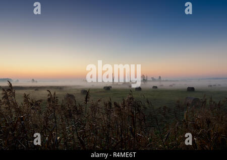 Alba autunnale su una metà di prato boschivo. Lasocin, Polonia, Mazovia provincia. Foto Stock