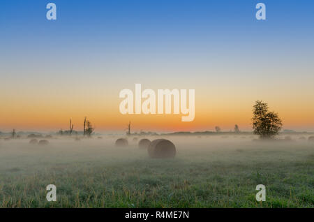 Alba autunnale su una metà di prato boschivo. Lasocin, Polonia, Mazovia provincia. Foto Stock