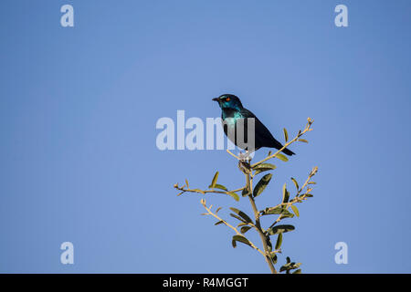 Cape Glossy Starling Lamprotornis nitens in profilo nella parte superiore di un arbusto contro un cielo blu chiaro Foto Stock