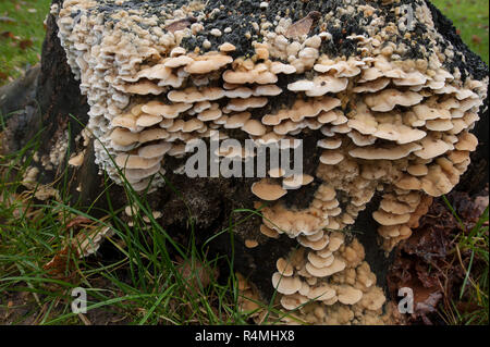 I giovani lo sviluppo di rosette di sovrapposizione della staffa funghi su una carbonizzati ceneri bruciate moncone lentamente decadere il legno attraverso la sua hyphae, Polyporales Foto Stock