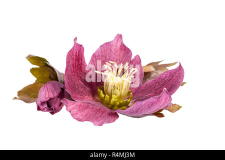 Fiore di primavera di rosso helleborus isolati su sfondo bianco. Foto Stock