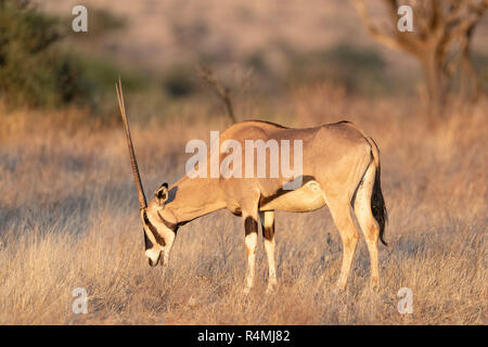 Comune oryx beisa (Oryx beisa) in Kenya, Africa Foto Stock