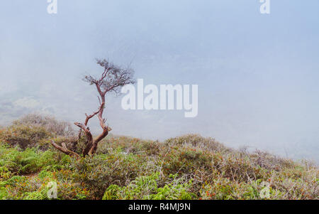 Un solitario albero secco su misty Ijen foreste di montagna, Banyuwangi, Indonesia Foto Stock