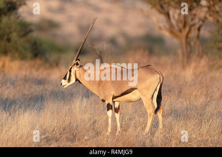 Comune oryx beisa (Oryx beisa) in Kenya, Africa Foto Stock