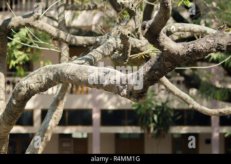 I rami degli alberi sotto la luce del sole Foto Stock