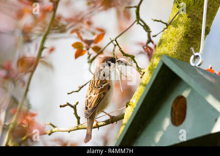 Eurasian Tree Sparrow a Birdhouse costruire un nido Foto Stock