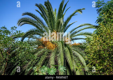 Albero di Palma Foto Stock