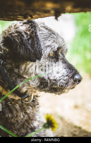 Piccolo cane in giardino Foto Stock