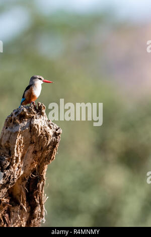 A testa grigia kingfisher (Halcyon leucocephata) in Kenya, Africa Foto Stock