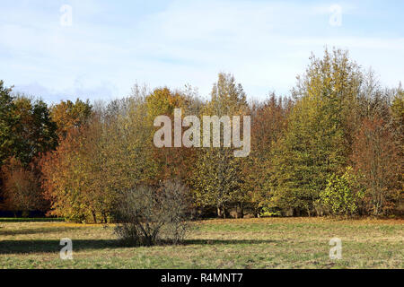 Bosco ripariale in Autunno colori Foto Stock