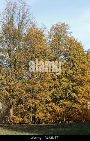 Oak Grove in Autunno colori Foto Stock