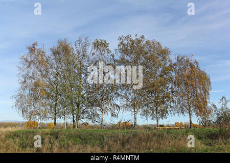 Gruppo di betulle in Autunno colori Foto Stock