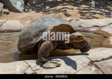 Un Galápagos tartaruga o isola di Santa Cruz tartaruga, lo Zoo di San Diego, il Balboa Park, California, Stati Uniti. Foto Stock