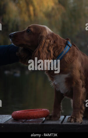 Cane di razza Cocker Spaniel fedelmente appare quando la sua carezza, seduta su una panchina, una scheda sullo sfondo del lago, gli alberi, Foto Stock