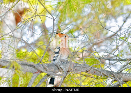 Upupa epops. Upupa. Uccello con una lunga verso il basso-curvo bill, un ampia cresta erettile e in bianco e nero ali e la coda, sopra il ramo di un albero di pino. Foto Stock