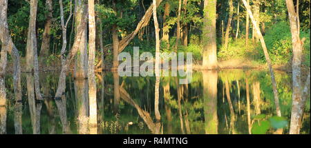 Stagno Tropicale in Chitwan, Nepal Foto Stock