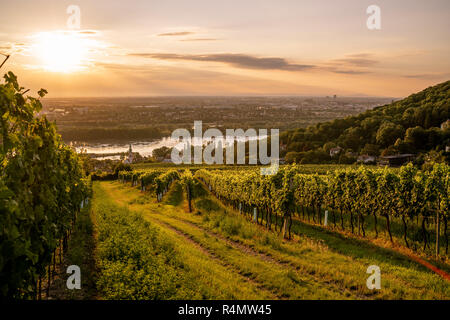 Vigneto a Kahlenbergerdorf vicino a Vienna presso sunrise Foto Stock