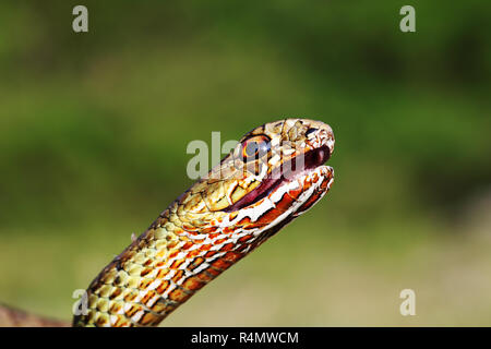 Arrabbiato montpellier est snake, ritratto di rettile nel selvaggio ( Malpolon insignitus ) Foto Stock