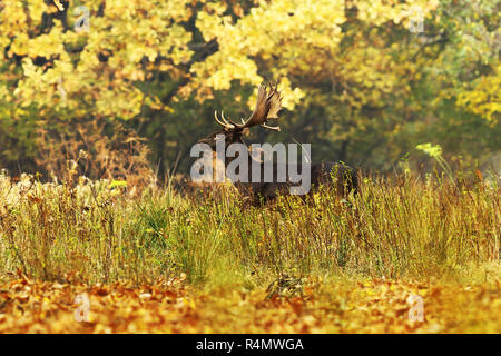 Bellissimi esemplari di daini buck con grandi corna a piedi nella foresta di autunno ( Dama ) Foto Stock