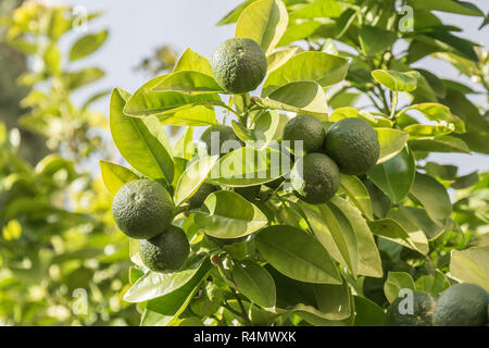 Acerbi orange crescente nella struttura ad albero Foto Stock